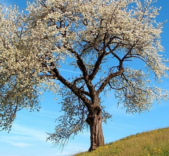 Cherry Wood Tree Cherry Wood Tree